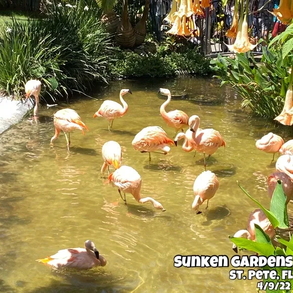 Listing FULL! Please unlike this and like NEW 🦩 listing to keep playing! 🤗 - Picture 12 of 14